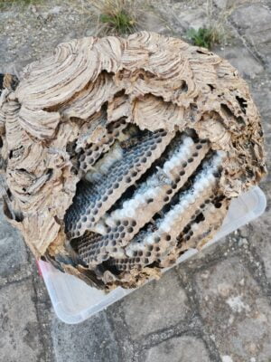 nid de frelon asiatique Thézan les béziers