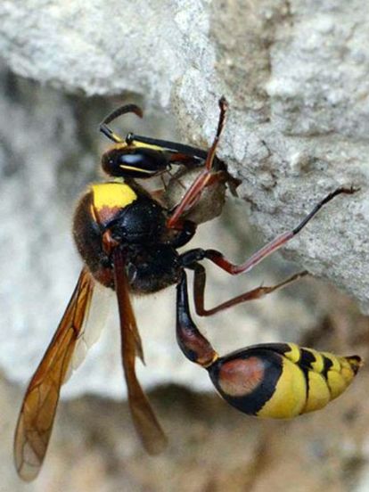 La guêpe maçonne