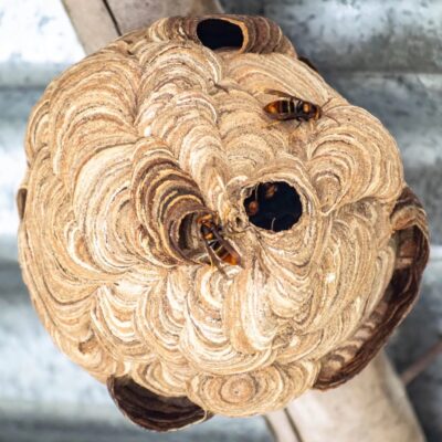 Photo d'un nid de frelon asiatique sur Béziers.
Traitement réalisé par l'entreprise Belouet, Frelons et Guêpes