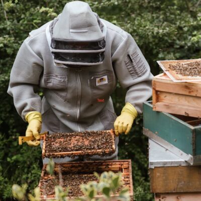 Photo d'un apiculteur qui vérifie la la ruche d'abeilles.