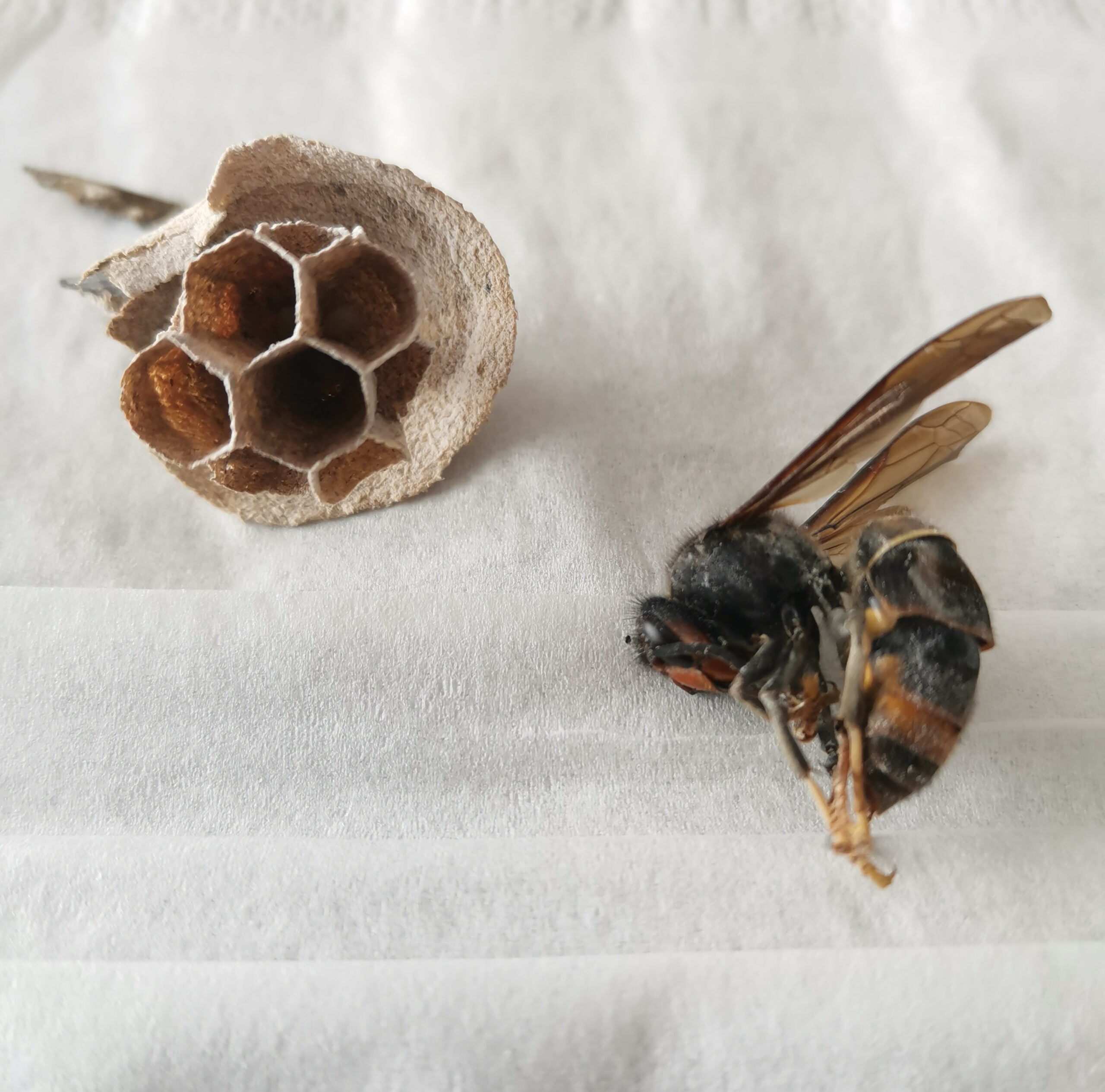 La reproduction chez le frelon asiatique