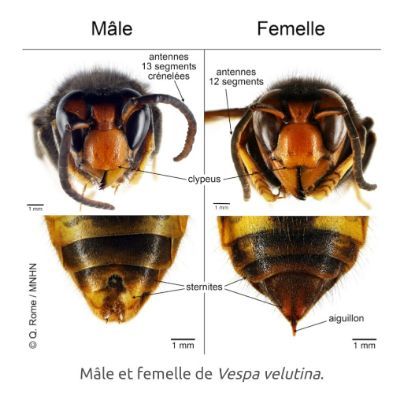 Différence mâle femelle Frelons Asiatiques