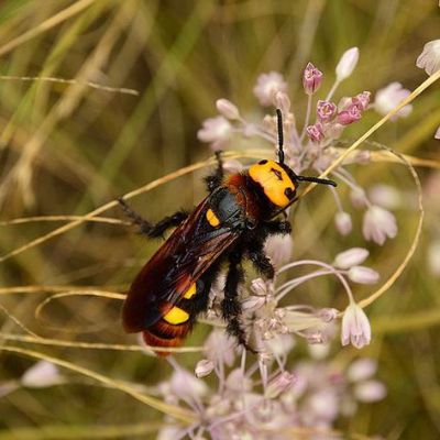 La scolie des jardins