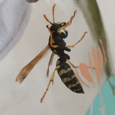 La guêpe poliste : cohabitation et impact écologique