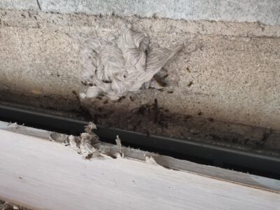 Nid de guêpes germaniques dans parpaing