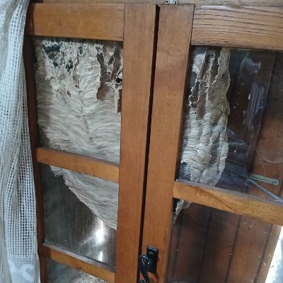 Traitement de nid de frelon et de guêpes à Pézenas